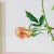 Vintage Hand-Painted Plant Specimen Watercolor "Gold Medal" Yellow Rose (With Frame). Signed in the Lower Right Corner For Sale In New York - Image 6 of 9