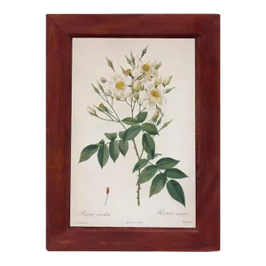 Rosa Moschata Musk Rose Vintage Color Illustration Reproduction Print Behind Glass in Wood Frame