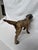 1930s Posing English Setter Ready for the Hunt For Sale - Image 5 of 12