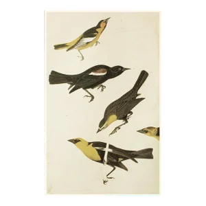 1966 Vintage Cottage Print "Nuttall's Starling, Yellow-Headed Troopial & Bullock's Oriole" After John James Audubon