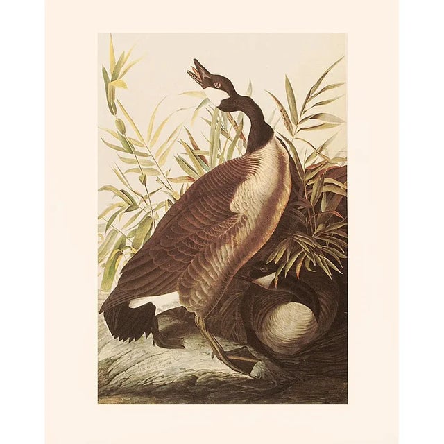 1966 Vintage Cottage Print "Canada Goose" After John James Audubon For Sale In Dallas - Image 6 of 8