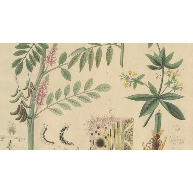 Indigofera & Rubia Tinctorum, 1800s, Paper For Sale - Image 4 of 10
