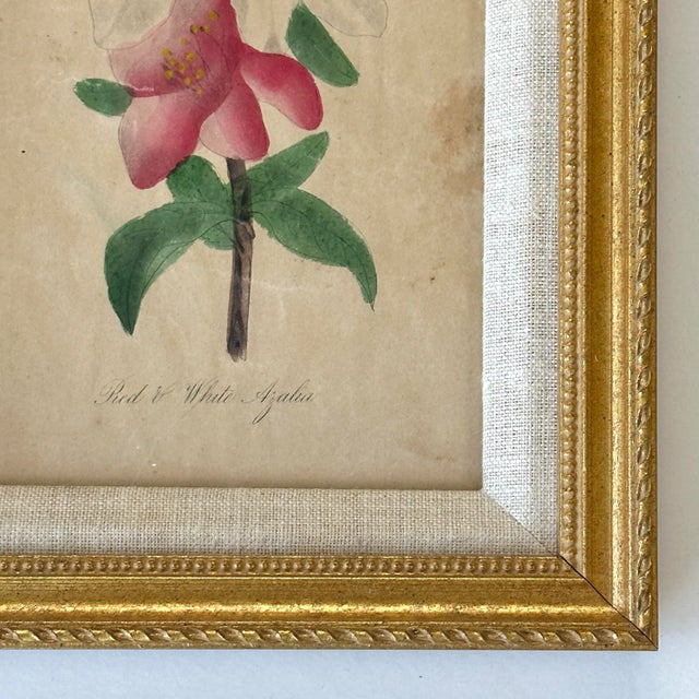 19th Century Antique 19th Century Hand Painted Watercolor Victorian Botanical Prints in Gilt Frames For Sale - Image 5 of 9
