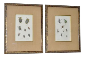Pair of 19th Century Hand Colored Insect Plates