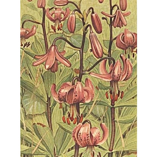 Contemporary 1945 Botanical Watercolor Lithograph-Lily For Sale - Image 3 of 3