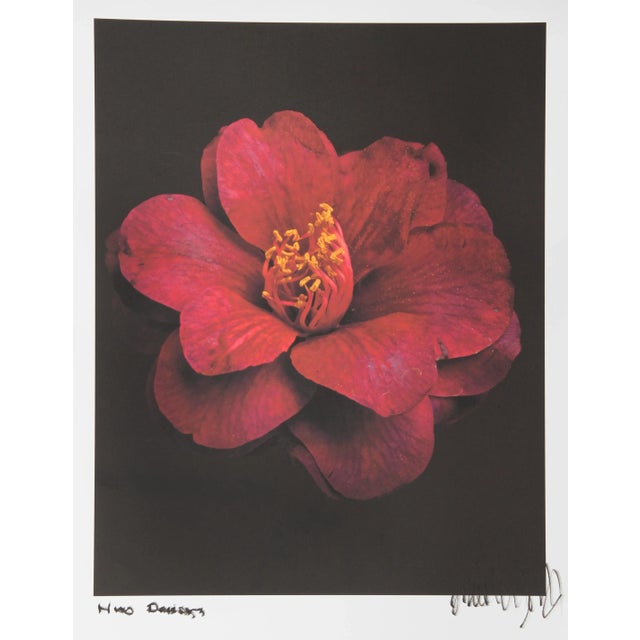 2000 - 2009 Red Daisy, Jonathan Singer, Photography For Sale - Image 5 of 5