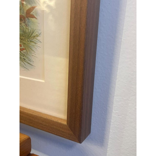 Antique Lion Botanical Print in Walnut Frame For Sale - Image 4 of 6