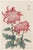 A refined collection of late nineteenth-century Japanese botanical illustrations, this vintage Japanese botanical art...
