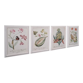 4 Vintage Botanical Pictures, Framed Print, Plant Illustrations, Natural Art For Sale
