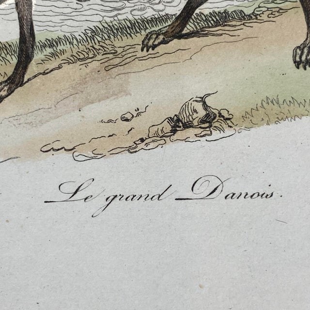 18th Century French Antique 18th Century "Le Grand Danois" Dog Engraving Hand Colored Signed Artwork For Sale - Image 5 of 12