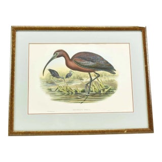 Original Antique John Gould Fallcinellus Igneus Color Bird Lithograph Reproduction Print For Sale