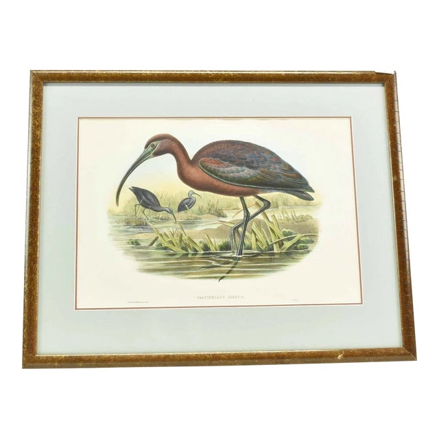 Original Antique John Gould Fallcinellus Igneus Color Bird Lithograph Reproduction Print For Sale