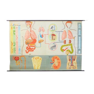 School Education Metabolism Poster from Hagemann Düsseldorf, 1950s For Sale