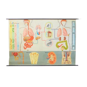 School Education Metabolism Poster from Hagemann Düsseldorf, 1950s