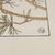 1901 Jeannie Foord Original Art Nouveau Pochoir Pine Cone Botanical Print For Sale - Image 4 of 5