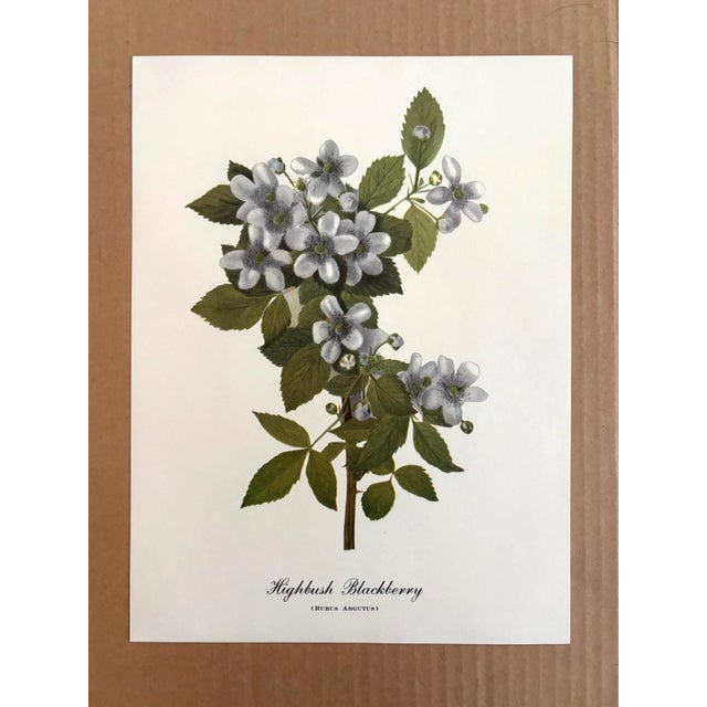 Up for sale is this charming print from an original painting by noted artist Mary Vaux Walcott (1860-1940), matted in an...