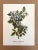 Up for sale is this charming print from an original painting by noted artist Mary Vaux Walcott (1860-1940), matted in an...