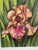 Manabu Saito Limited Edition Iris Botanical Floral Prints Signed Set of 2 Framed For Sale - Image 9 of 12