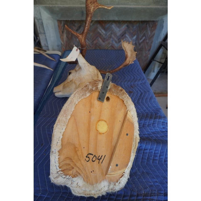 Leucistic Fallow Deer Head Bust Mount For Sale - Image 17 of 18