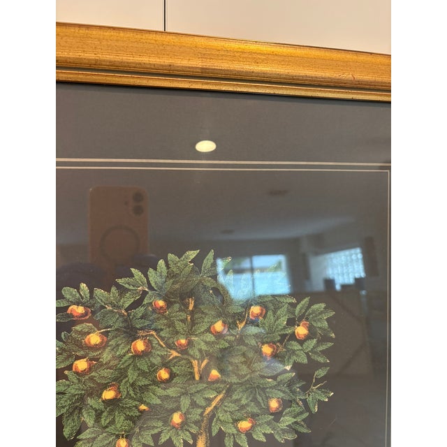 Piero Fornasetti Vintage Orange Tree in Urn Lithograph Under Glass Gold Frame Reproduction For Sale - Image 4 of 9