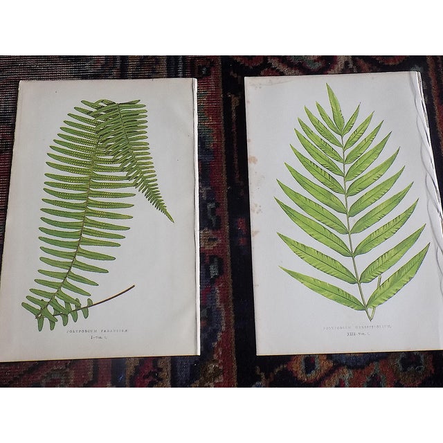 Mid 19th Century Antique 19th Century Botanical Fern Wood Engravings - Set of 12 For Sale - Image 5 of 9