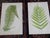 Mid 19th Century Antique 19th Century Botanical Fern Wood Engravings - Set of 12 For Sale - Image 5 of 9