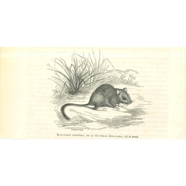 The Rat is an original lithograph on ivory-colored paper, realized by Paul Gervais (1816-1879). The artwork is from The...