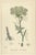 Antique British Botanical Prints, Umbellifers Set of Four, Hand-Colored c.1800 This attractive set of four original hand-...