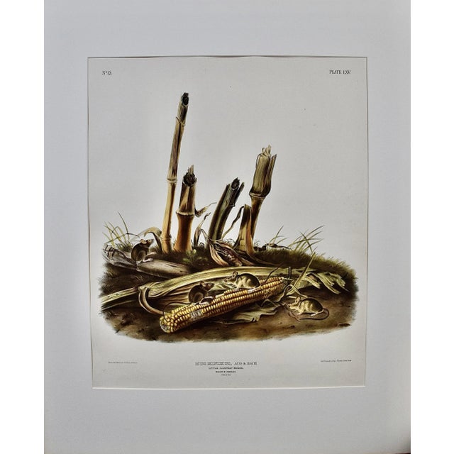 This rare original first edition Audubon hand-colored imperial folio-sized lithograph entitled "Mud Minimus Aud and Bach,...