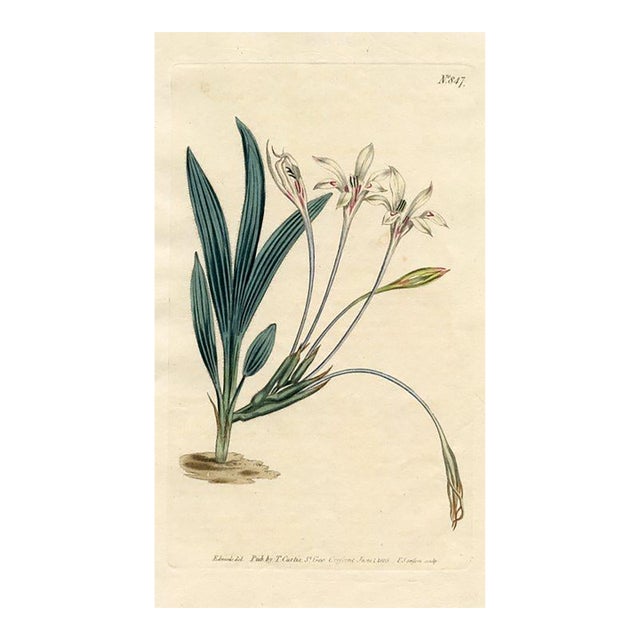 Baboon Flower Print, Antique Curtis Botanical Print, 1805, Hand Colored Engraving, England For Sale