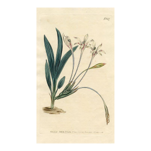 Baboon Flower Print, Antique Curtis Botanical Print, 1805, Hand Colored Engraving, England