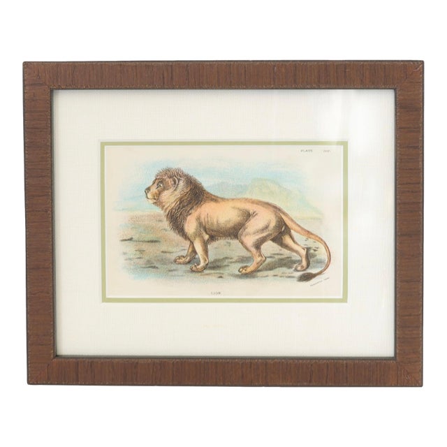 Natural History Chromolithograph of a Lion For Sale