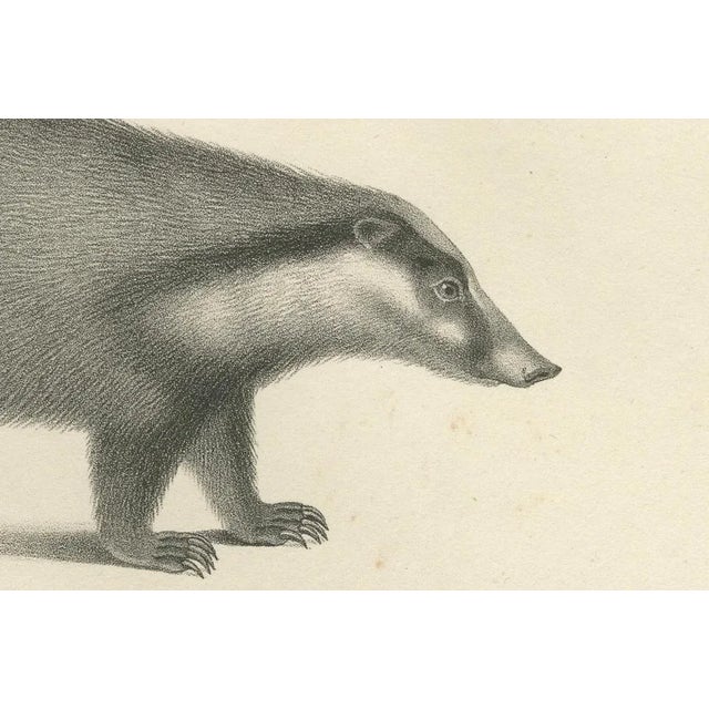 C.C. G. Zool., Collared Peccary, Javanese Skunk and Nordic Wolverine, 1836, Lithograph For Sale - Image 4 of 10