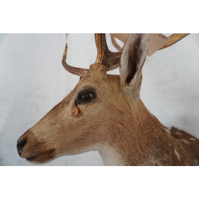 Animal Skin Spotted Deer Head & Bust Mount For Sale - Image 7 of 15