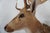 Animal Skin Spotted Deer Head & Bust Mount For Sale - Image 7 of 15