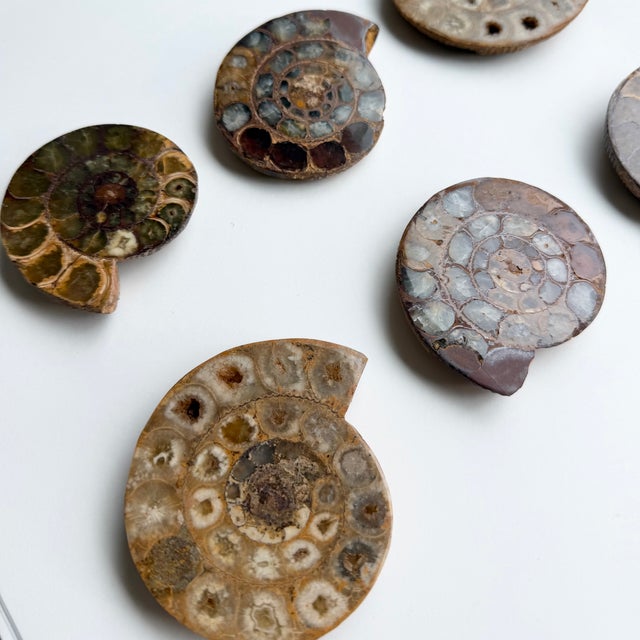 Transitional Set of Six Split and Polished Ammonite Fossils For Sale - Image 3 of 12