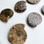 Transitional Set of Six Split and Polished Ammonite Fossils For Sale - Image 3 of 12