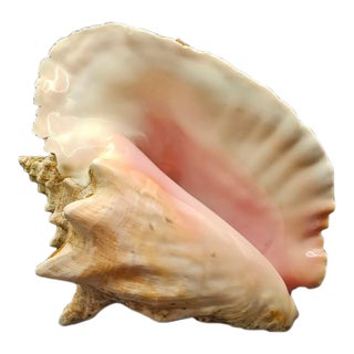Vintage Australian Large Conch Shell W Peiostracum 8" X 7.5 Inches X 5 Inches For Sale
