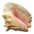 Vintage Australian Large Conch Shell W Peiostracum 8" X 7.5 Inches X 5 Inches For Sale