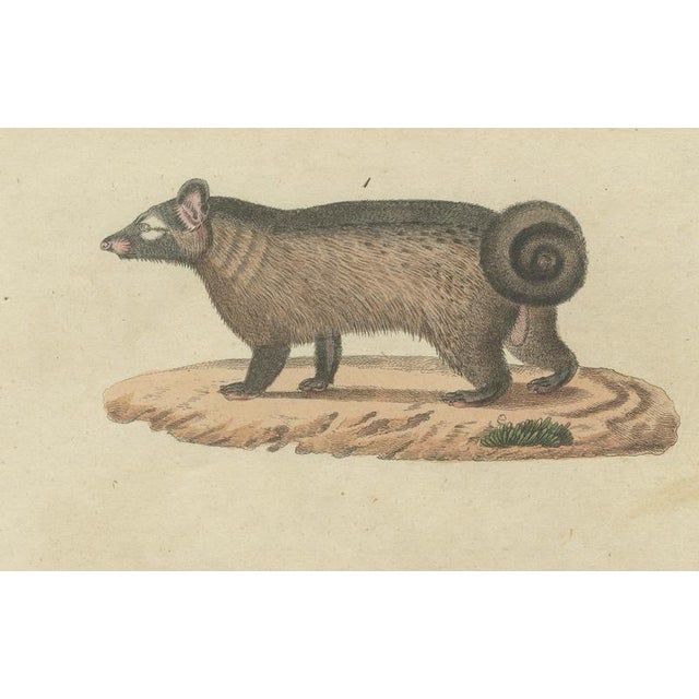 Antique Asian Civets & Kopi Luwak Natural History Engraving Bertuch, 1820 For Sale - Image 6 of 10