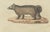 Antique Asian Civets & Kopi Luwak Natural History Engraving Bertuch, 1820 For Sale - Image 6 of 10