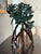 Triple Mangrove Candelabra For Sale In Savannah - Image 6 of 11