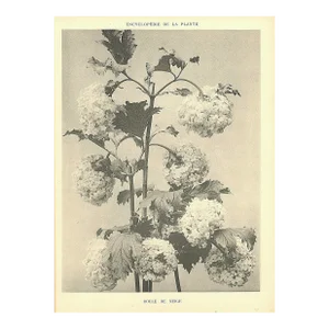 1902 French Antique Botanical Photograph Lithograph-Snow Ball, Documentation