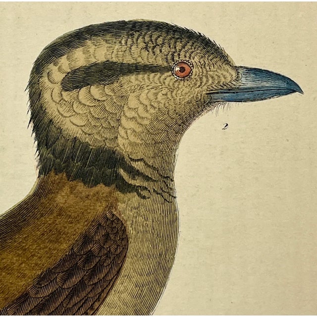 Late 19th Century Antique Hand Colored Bird Print From England Featuring a Macklot’s Breve & Giant Breve Birds - Circa 1870 For Sale - Image 5 of 12