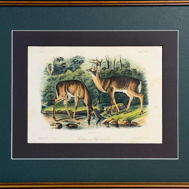 Original 1854 hand-colored Audubon lithograph featuring the Common American Deer, also known as the Common or Virginian...