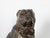 English 19th Century Terracotta Bulldog Statue with Silver Collar and Glass Eyes For Sale - Image 4 of 11
