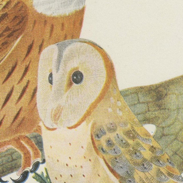 After Descourtilz, Striped Owl, Barn Owl and Pygmy Owl, 1944, Print For Sale - Image 4 of 12