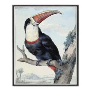Reproduction Toucan Bird Print For Sale