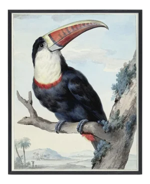 Reproduction Toucan Bird Print