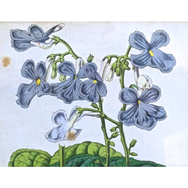 19th Century Antique Framed Floral & Leaf Botanical Engraving For Sale - Image 5 of 7